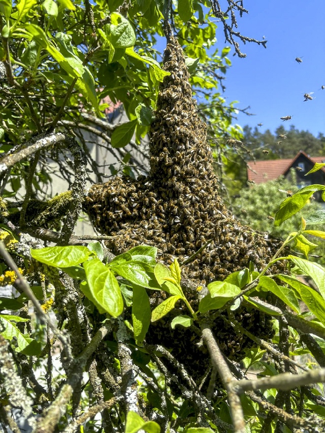 Bilder von Bienenschwärmen