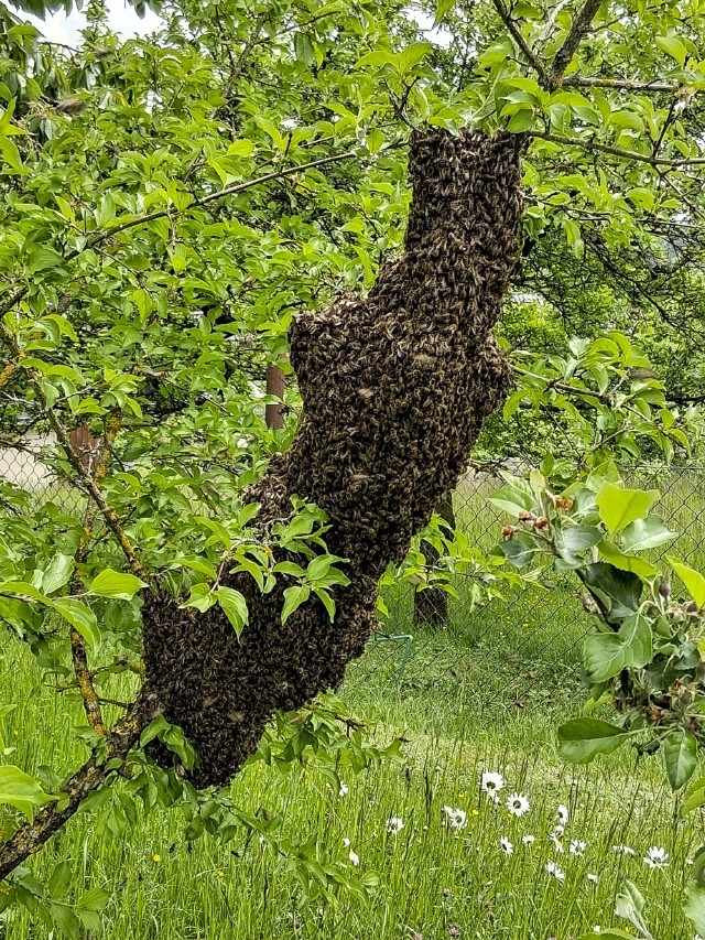 Bilder von Bienenschwärmen